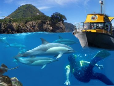 Dolphin and Seal Encounters